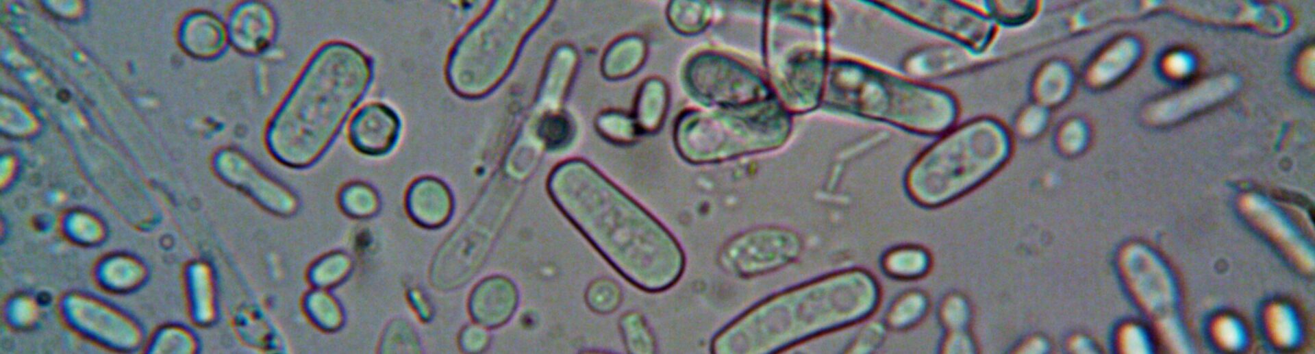 εντερικο_μικροβίωμα_βιοιατρικη_enteriko_mikrovioma_bioiatriki